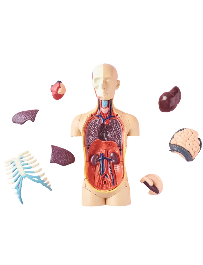 Human Medical Billing illustration of internal medicine anatomy model highlighting organs for accurate medical billing services.